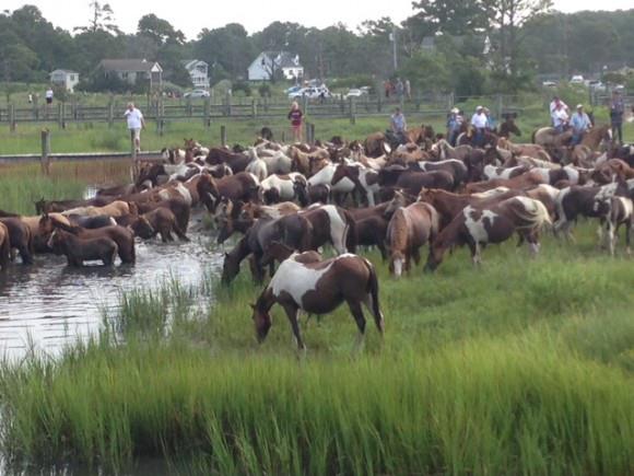 Chincoteague pony swim